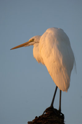 20121104 Great Egret 