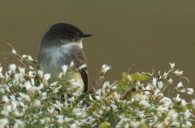 20121106 Eastern Phoebe  _6931