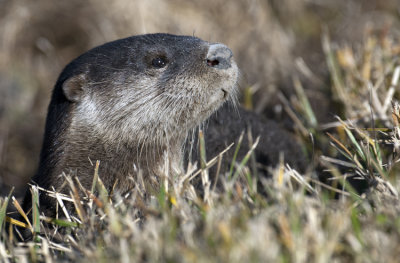 20121111 Otter Pup   _7069