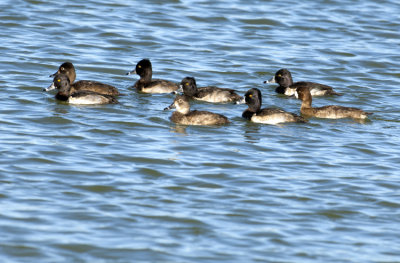 20121125 Ring-necked Duck   _7371