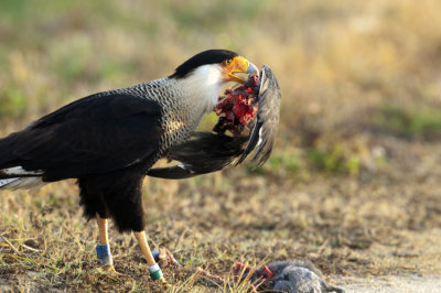 20121128 Caracara w Coot   _7509