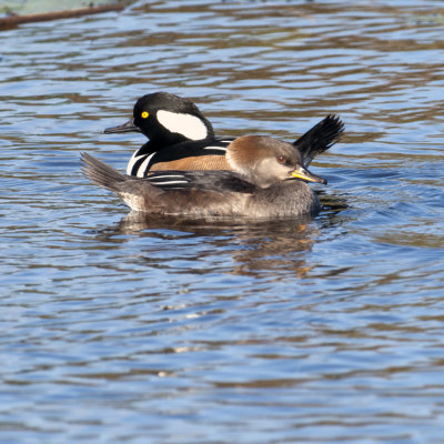 20121201 Hooded Merganzer Pair   _7786