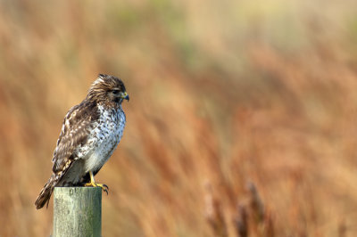 20121128 Red-shouldered Hawk _7533