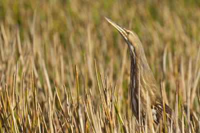20121220 Am. Bittern in Grass _8924
