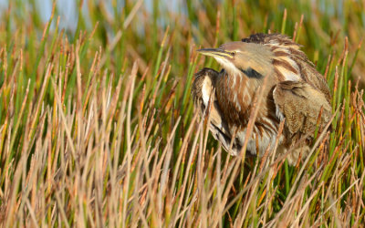 20121225 Am. Bittern Fluff _9154