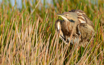 20121225 Am. Bittern Fluff   _9154