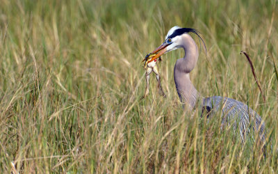 20121225 Great Blue Heron w Frog _9254