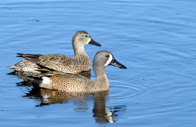 20130117 Blue-winged Teal_0475