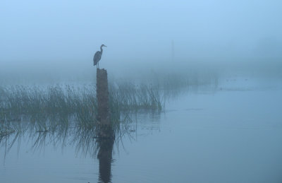 20130129 Morning Fog   _