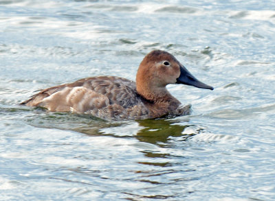 20130131 Canvasback female  _0721