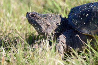 20130208 Snapping Turtle   _1611