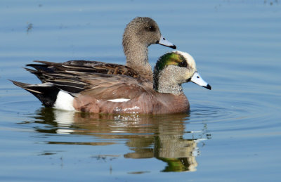 20130308 Am Wigeon   _2671.jpg