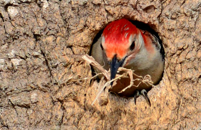 20130411 Red-bellied Woodpecker cleaning out Starling nest_4124.jpg