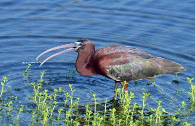 20130419 Glossy Ibis with Snail  _4499