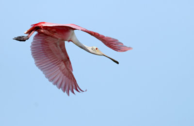 20130425 Spoonbill Flight   _4901