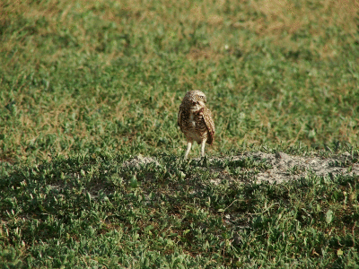 Burrowing Owl Animated.gif