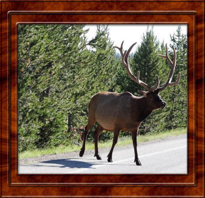 July 21 Yellowstone National Park