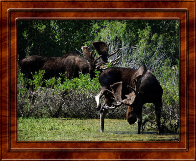 July 27 Teton National Park