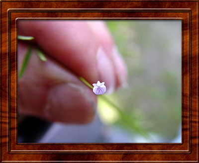 Tiny Flowers