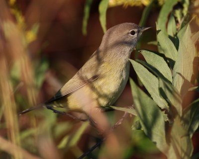 Palm Warbler