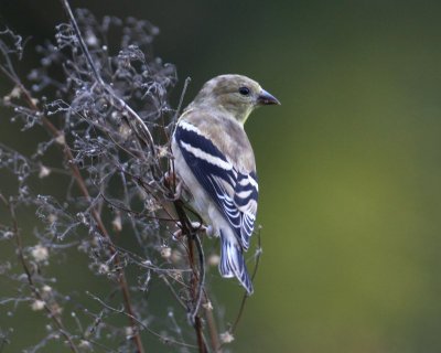 American Goldfinch