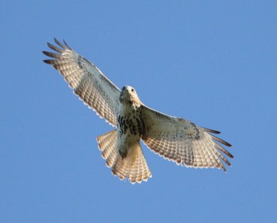 Red-tailed Hawk