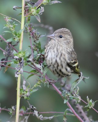 Pine Siskin