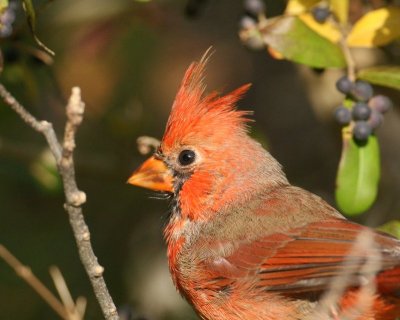 Northern Cardinal