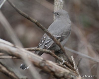 Townsend' s Solitaire