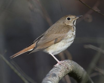 Hermit Thrush