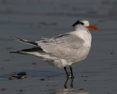 Royal Tern