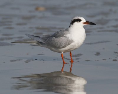 Forter's Tern