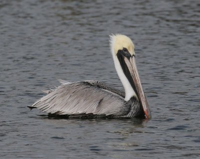 Brown Pelican