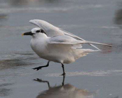 Sandwich Tern