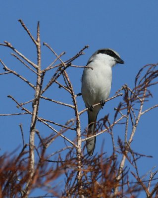 Loggerhead Shrike