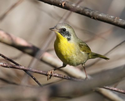 Common Yellowthroat