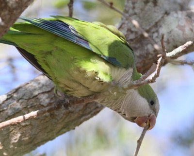 Monk Parakeet