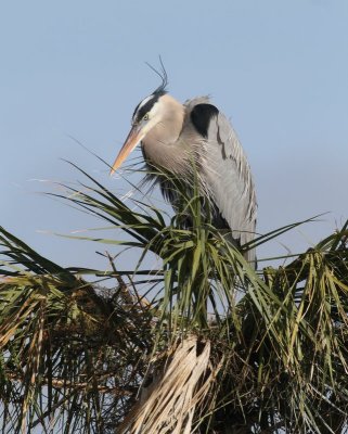 Grea Blue Heron