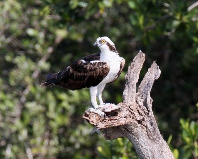 Osprey