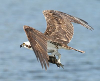 Osprey