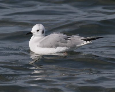 Bonaparte's Gull