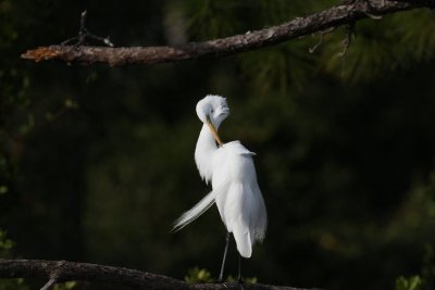 Great Egret