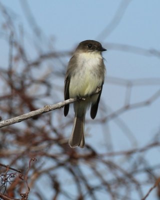 Eastern Phoebe