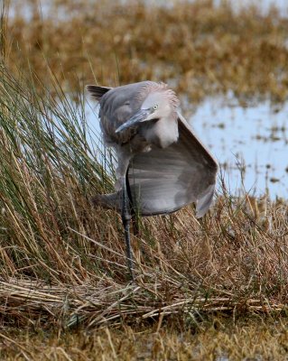 Reddish Egret