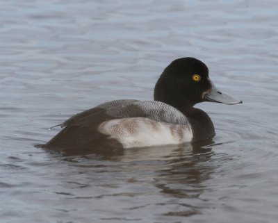 Lesser Scaup