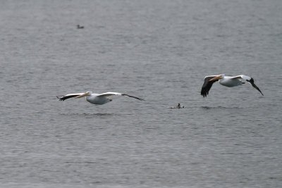 White Pelicans