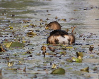 Pied-billed Grebe