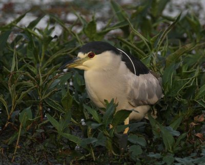 Black-crowned Night-heron