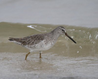 Short-billed Dowicher