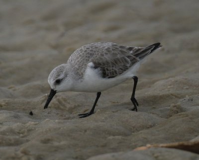 Sanderling